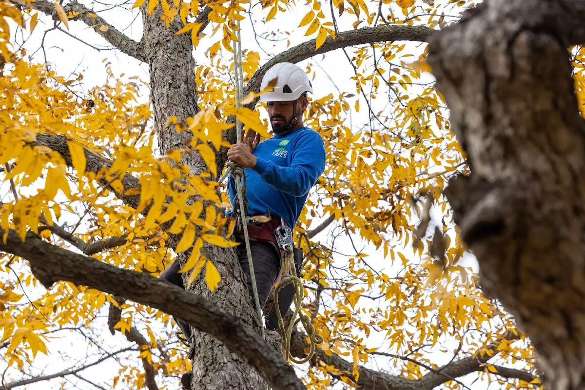 Skilled Tree Transplanting crew working in Liberty